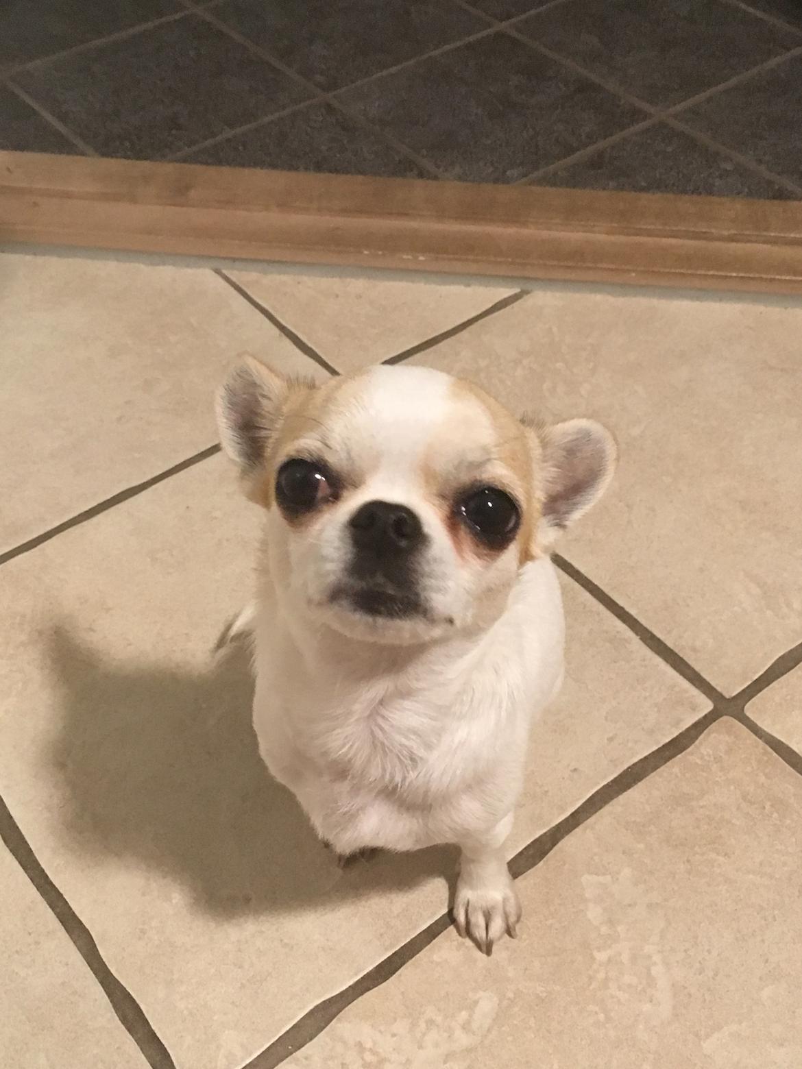 Chihuahua Eddy billede 9