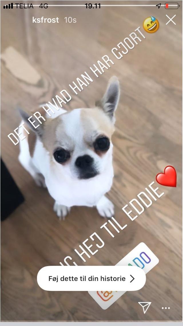 Chihuahua Eddy billede 14