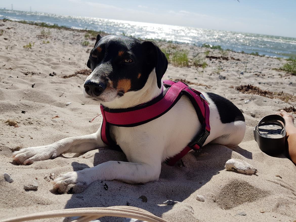 Glathåret foxterrier Coco Kildegaard - Coco på stranden billede 14