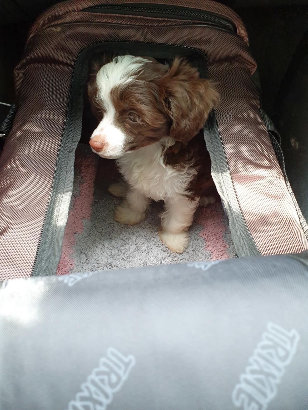 Chinese crested powder puff Nyx billede 11