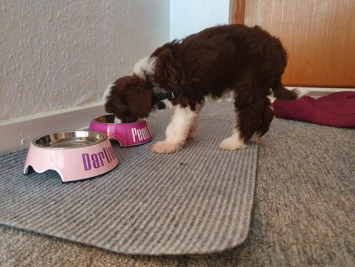 Chinese crested powder puff Nyx billede 14