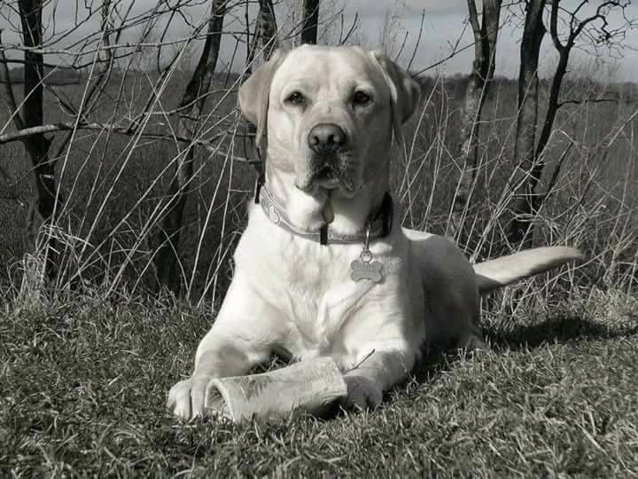 Labrador retriever Posters Rose D'amour. (Rosie) billede 1