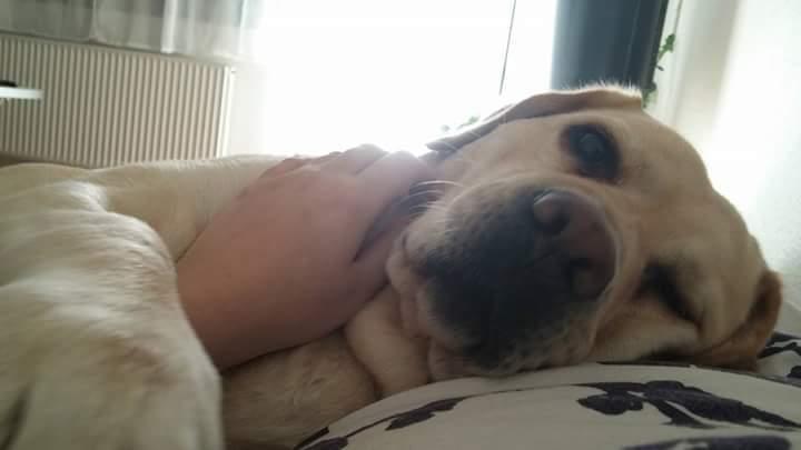 Labrador retriever Posters Rose D'amour. (Rosie) billede 5