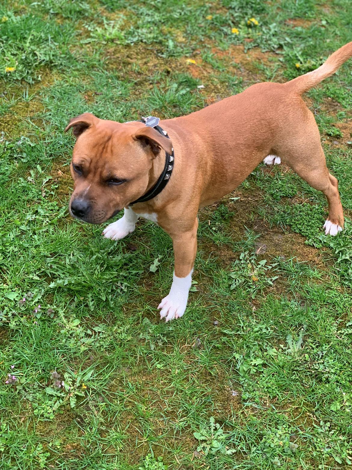 Staffordshire bull terrier Uzi billede 12