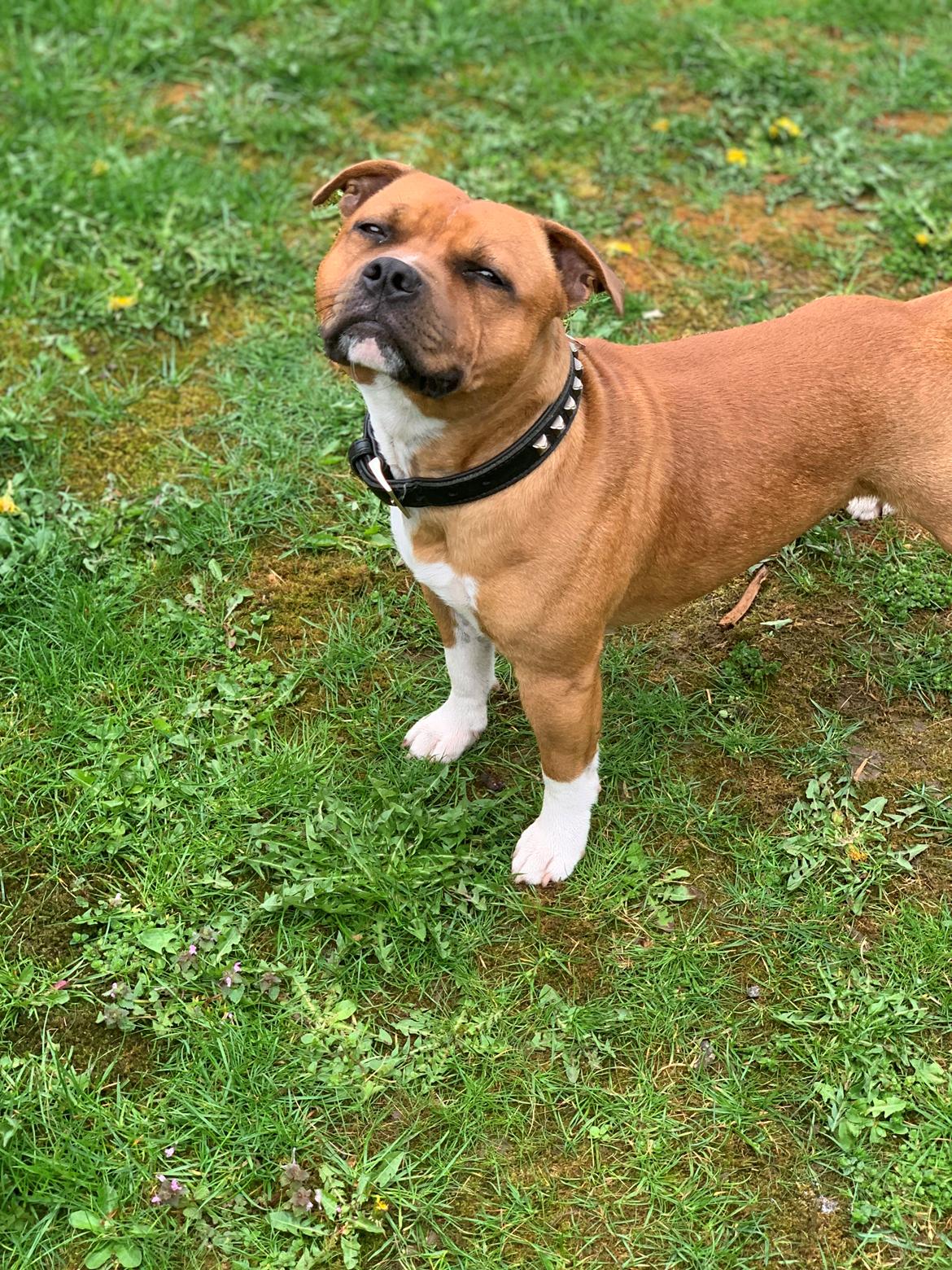 Staffordshire bull terrier Uzi billede 13