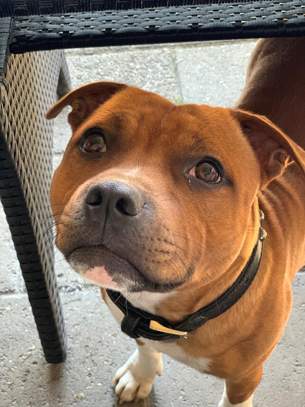 Staffordshire bull terrier Uzi billede 16