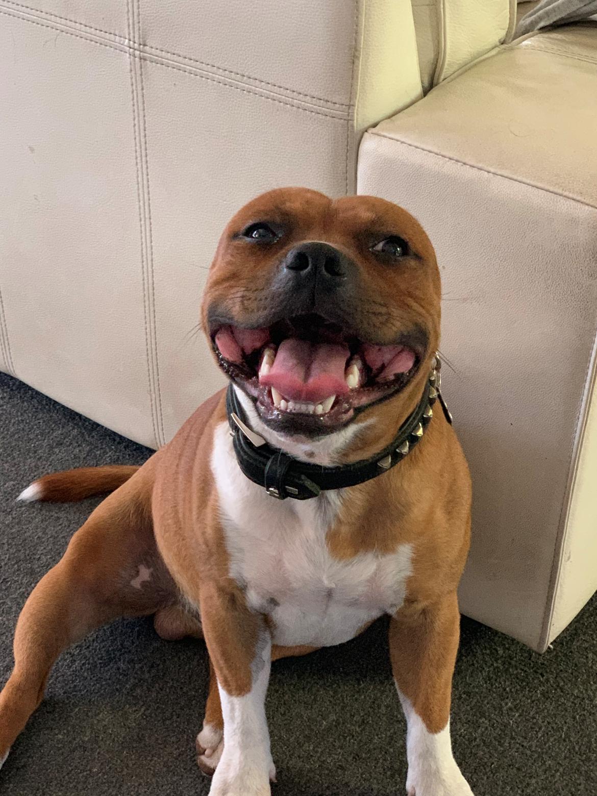 Staffordshire bull terrier Uzi billede 14