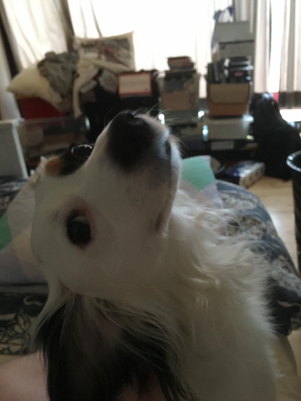 Blanding af racer Alex billede 2