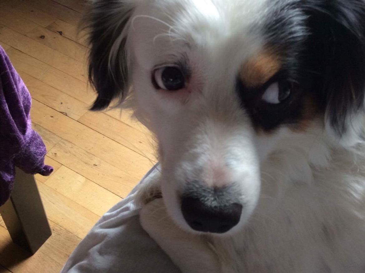 Blanding af racer Alex billede 3