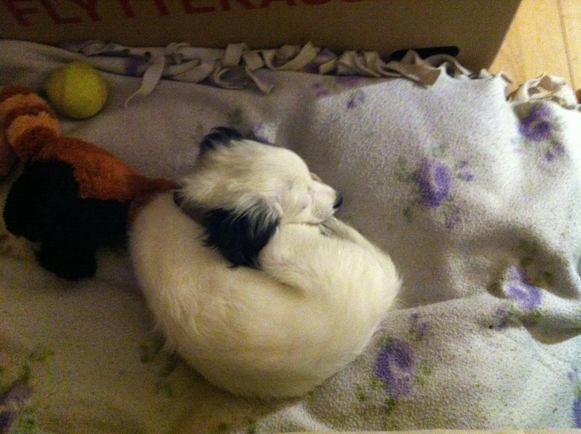 Blanding af racer Alex billede 4