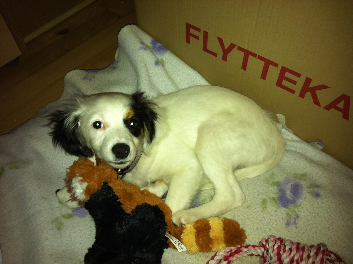 Blanding af racer Alex billede 6