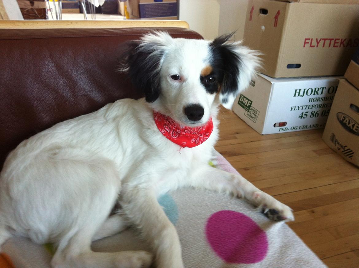 Blanding af racer Alex billede 7