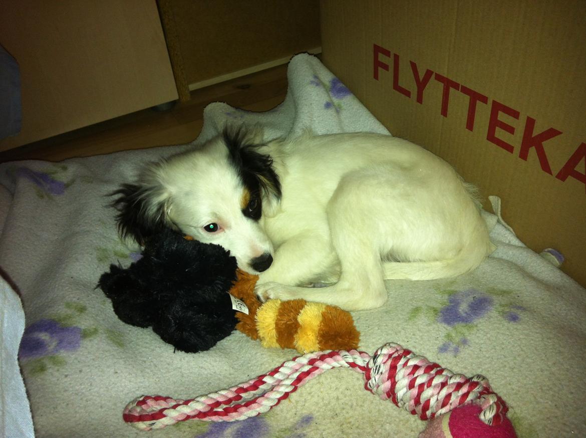 Blanding af racer Alex billede 5