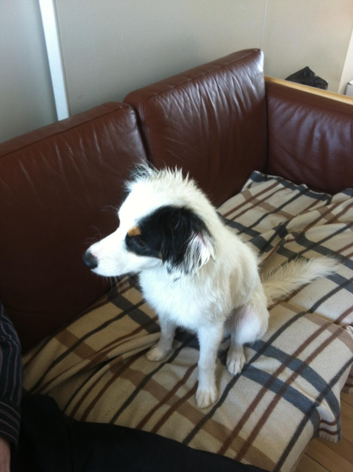 Blanding af racer Alex billede 8