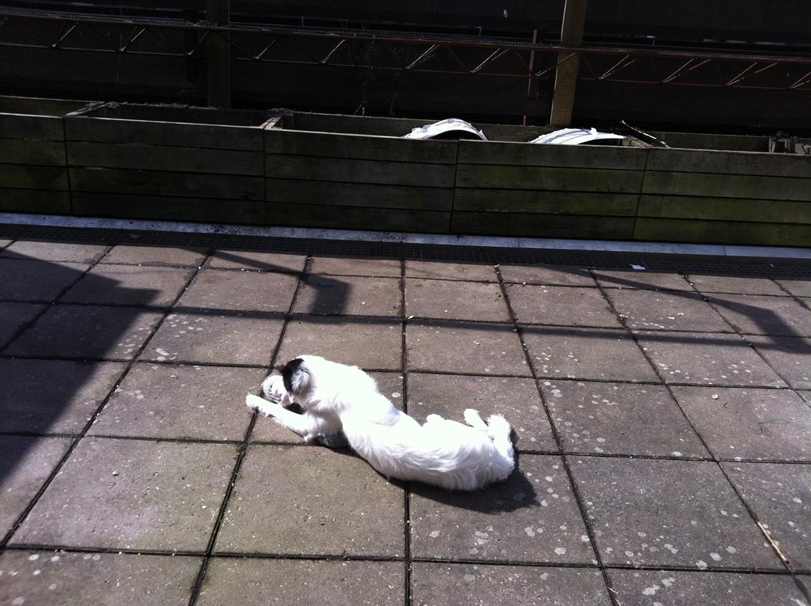 Blanding af racer Alex billede 9