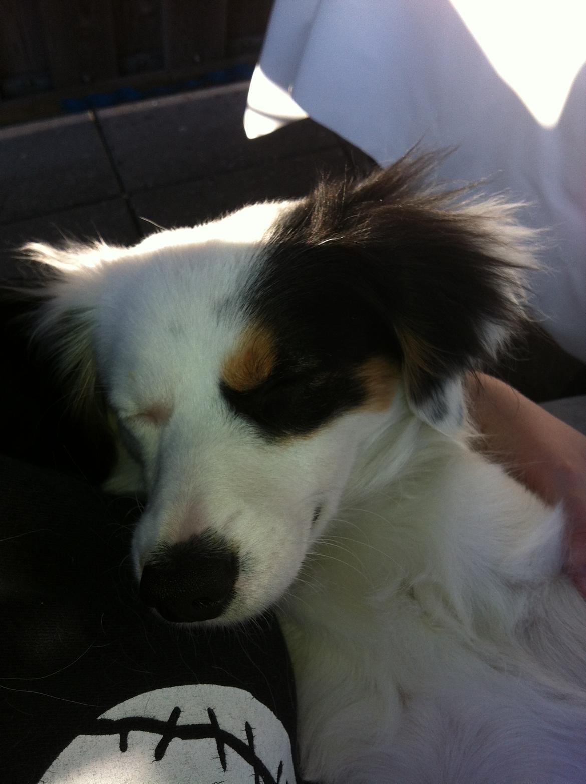 Blanding af racer Alex billede 10