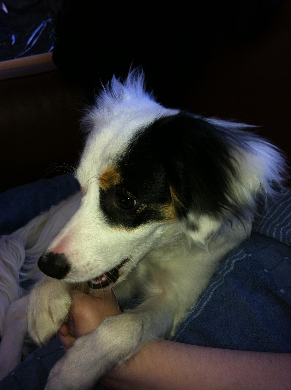 Blanding af racer Alex billede 11