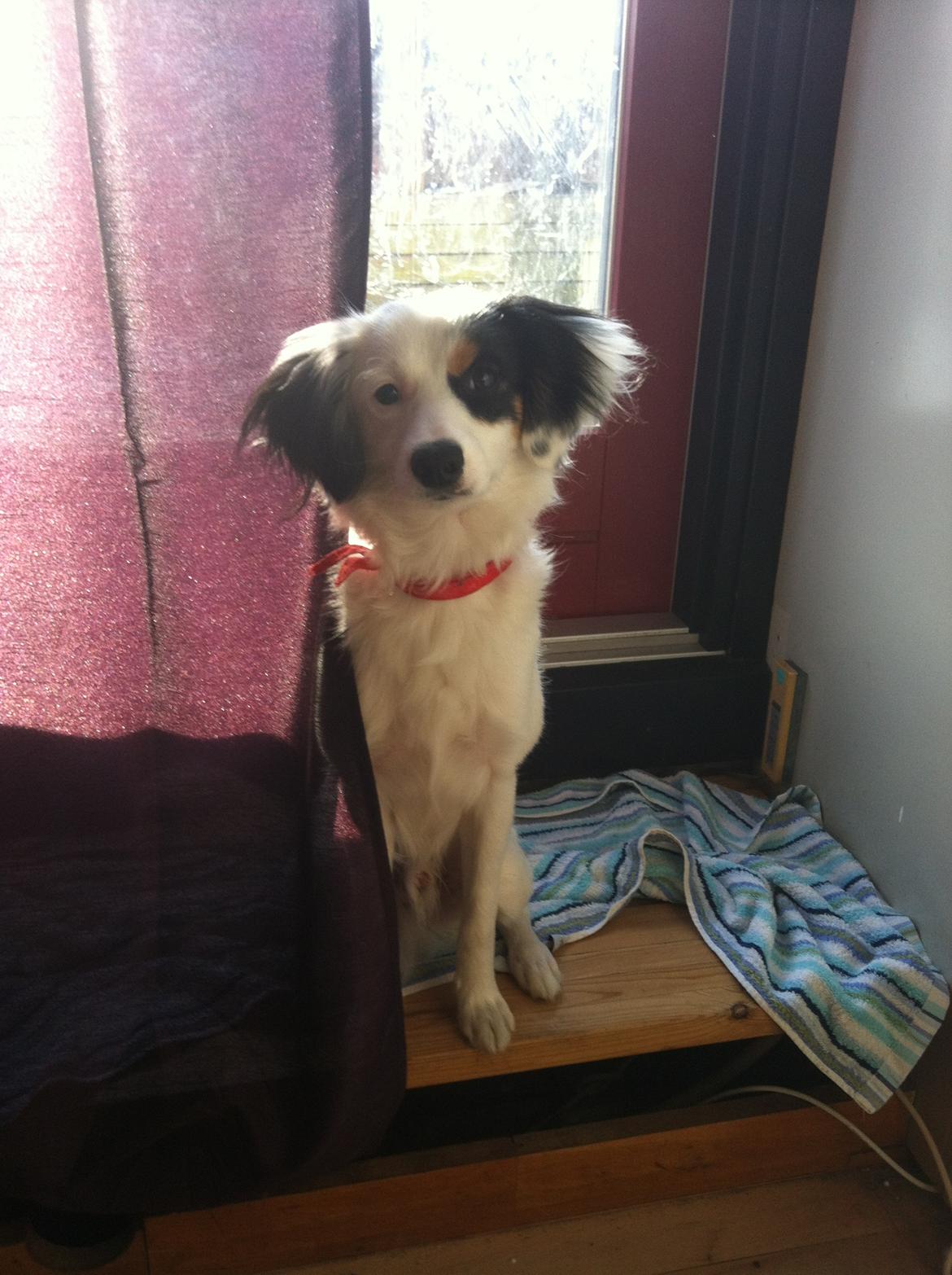 Blanding af racer Alex billede 1