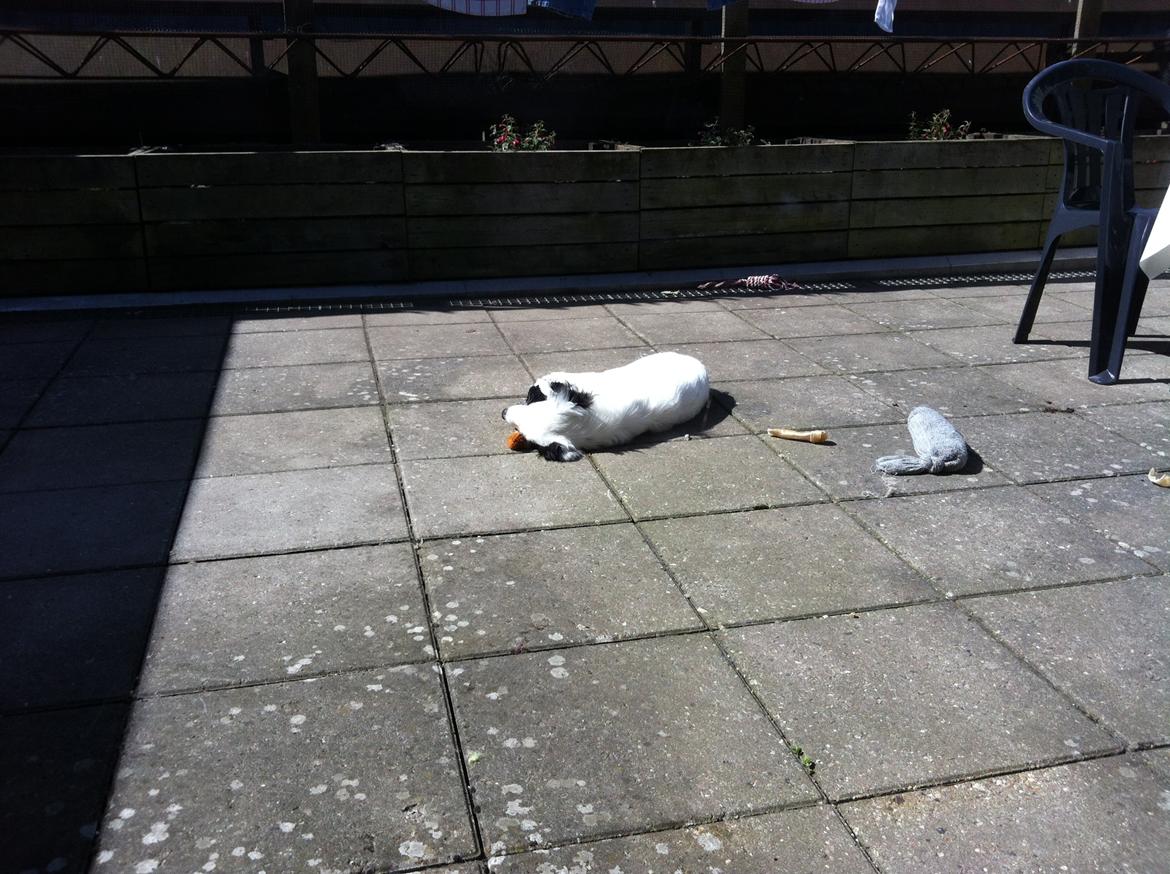 Blanding af racer Alex billede 13