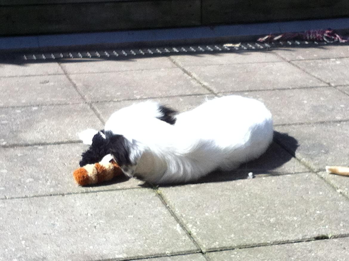 Blanding af racer Alex billede 14