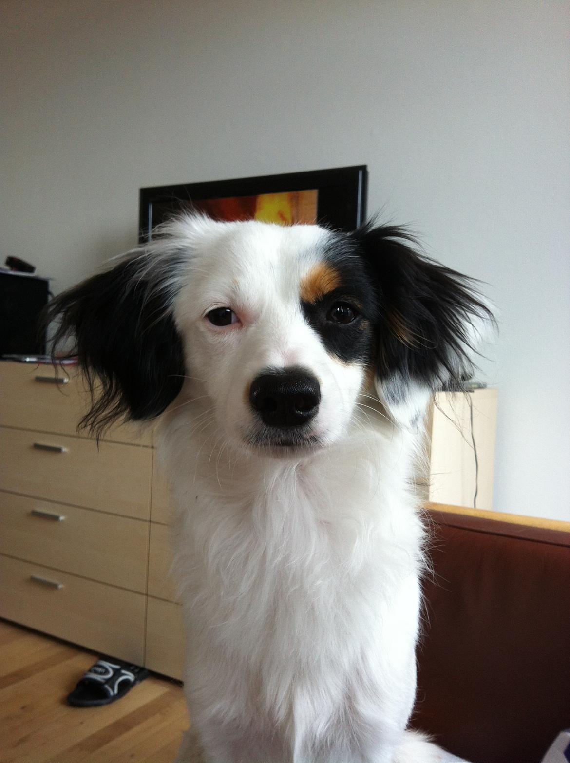 Blanding af racer Alex billede 15