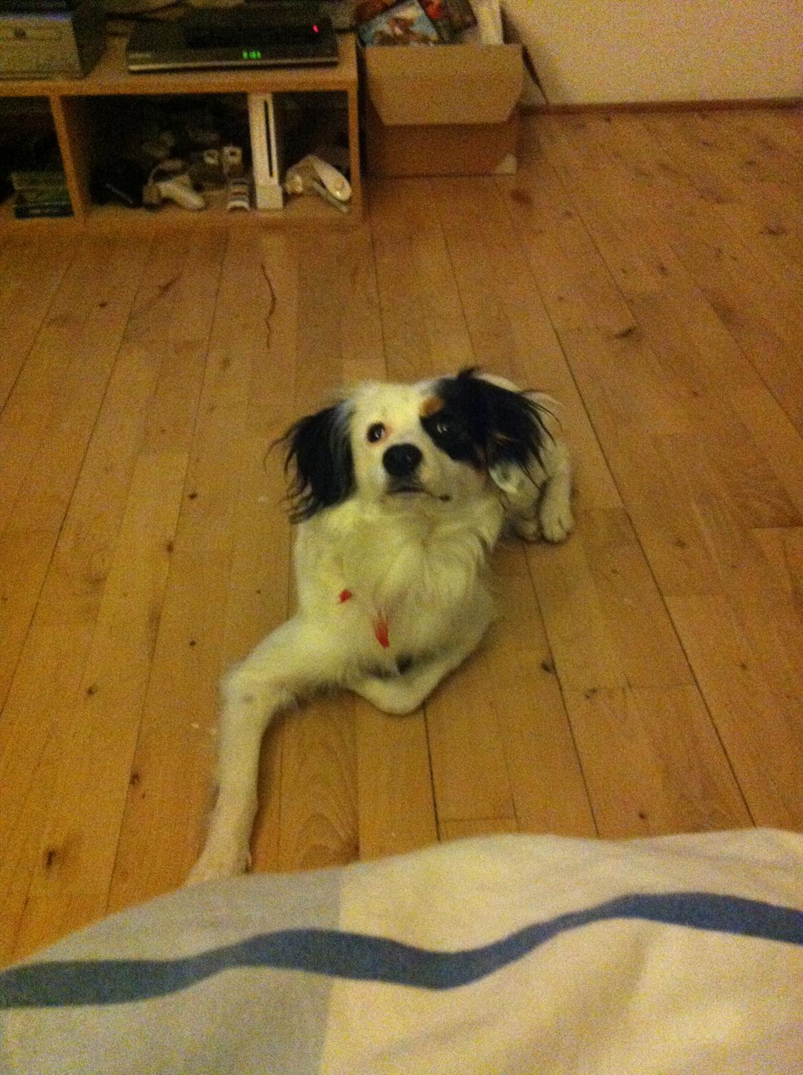 Blanding af racer Alex billede 16