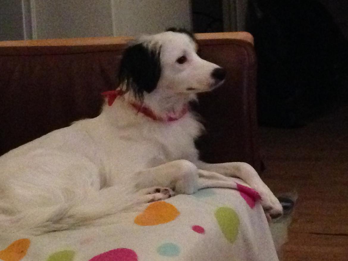 Blanding af racer Alex billede 17