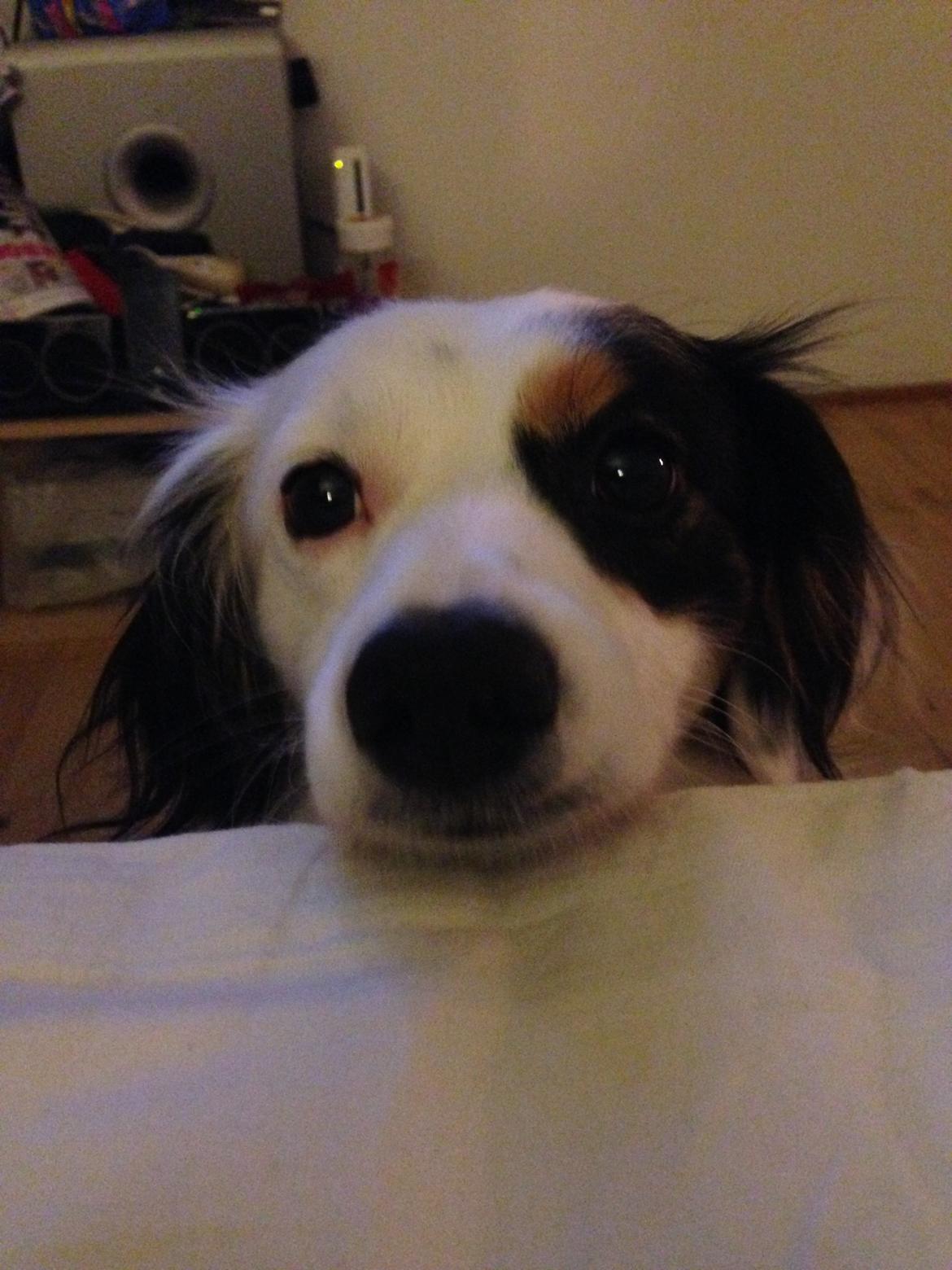 Blanding af racer Alex billede 19