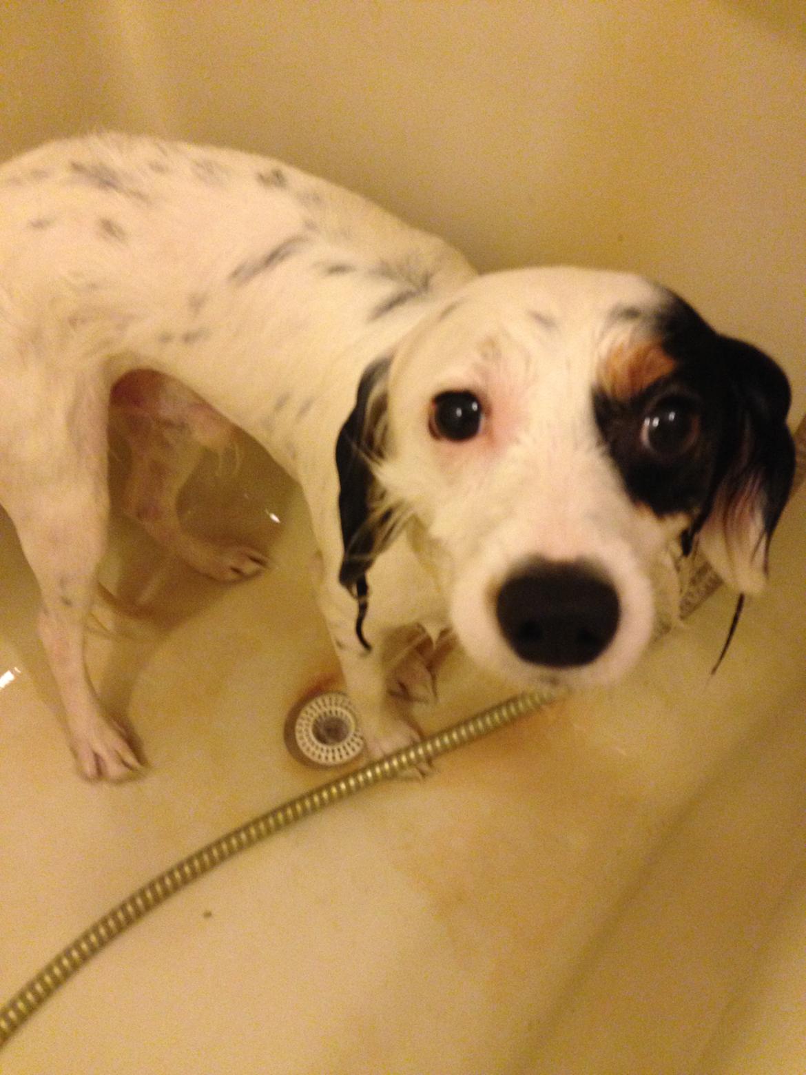 Blanding af racer Alex billede 18