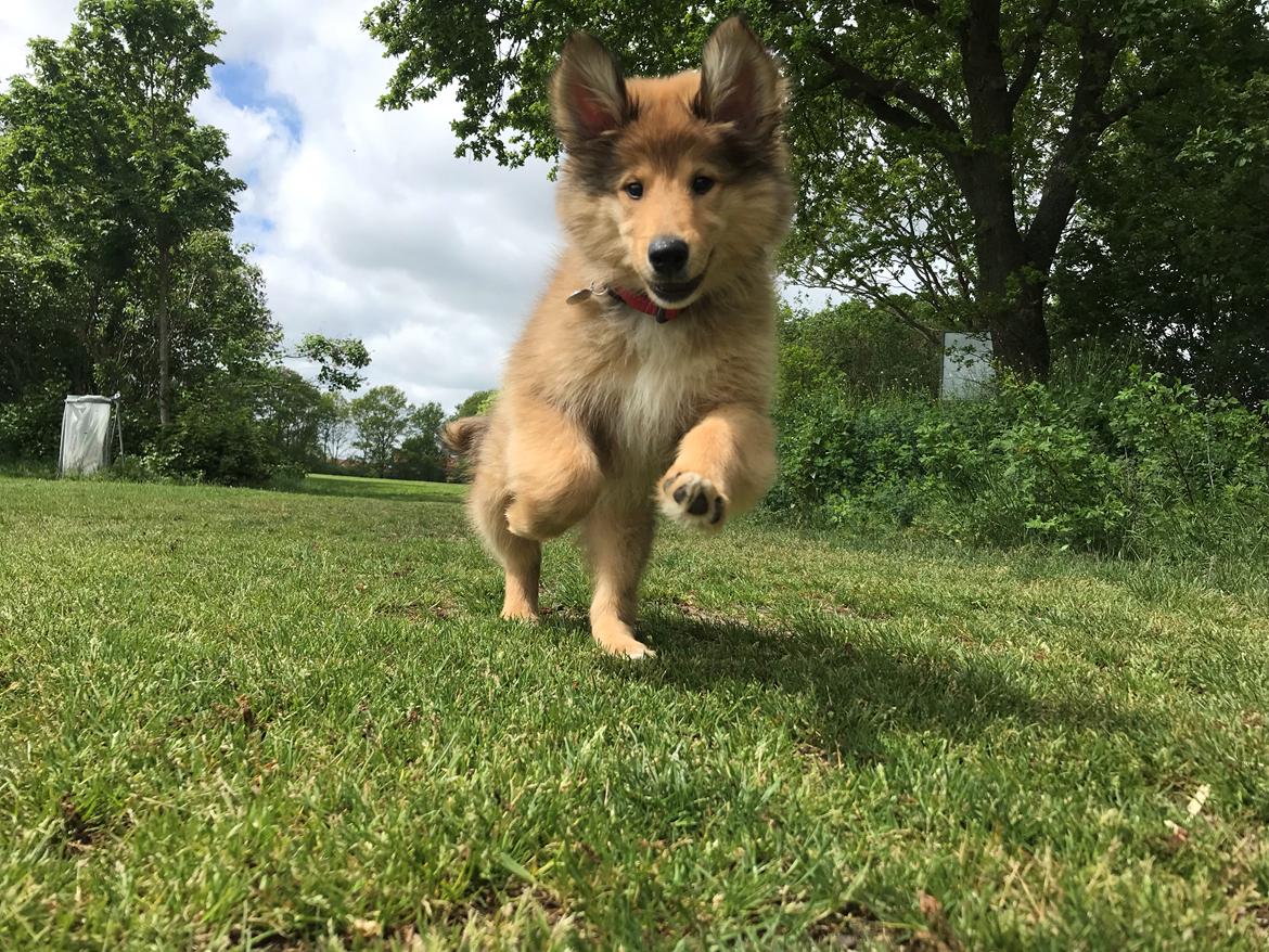 Blanding af racer Cassie billede 17