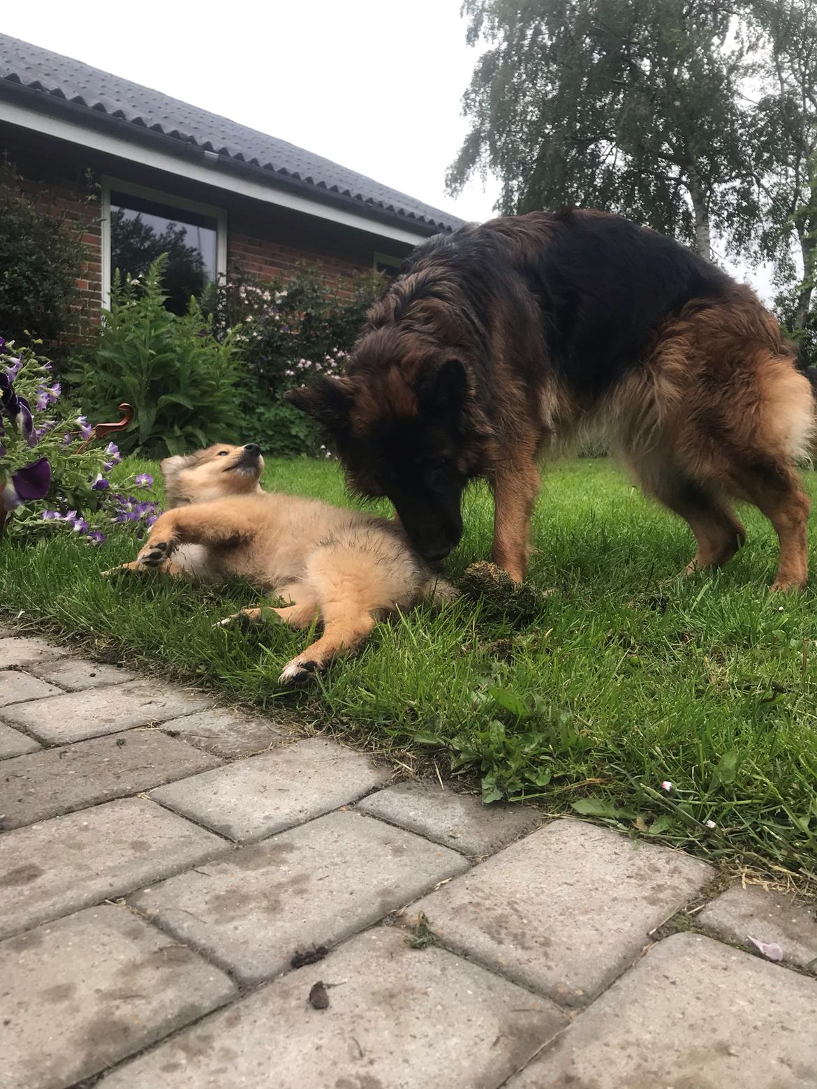 Blanding af racer Cassie billede 21