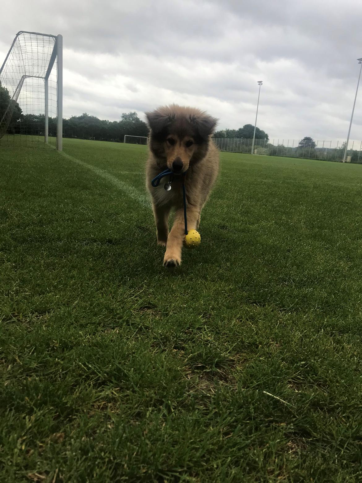 Blanding af racer Cassie billede 22