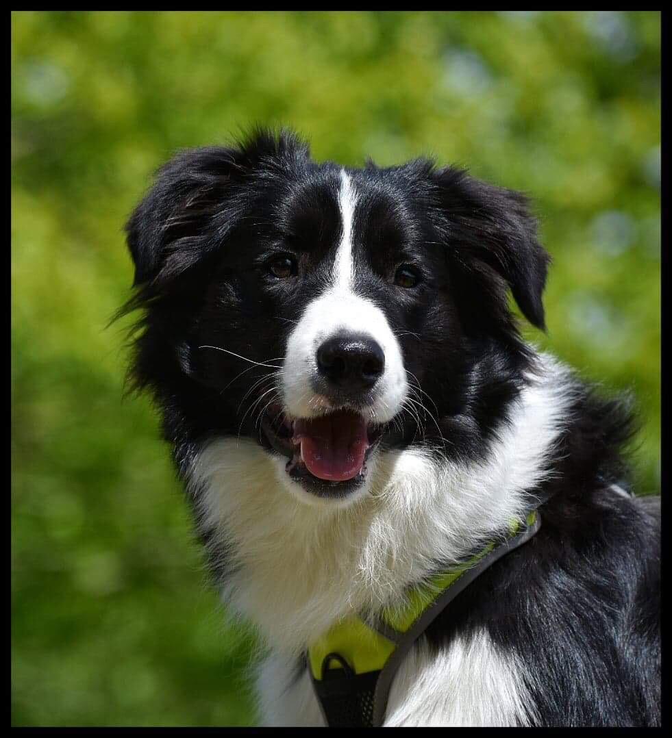 Border collie Hokú Ohana's Amazing Benji billede 20