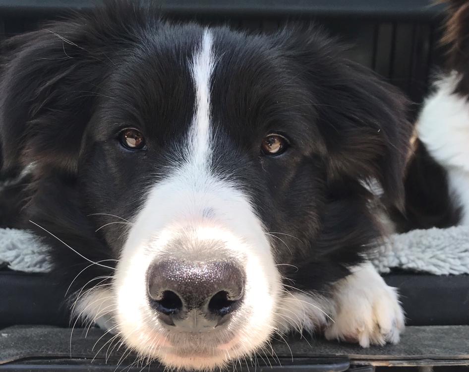 Border collie Hokú Ohana's Amazing Benji billede 22