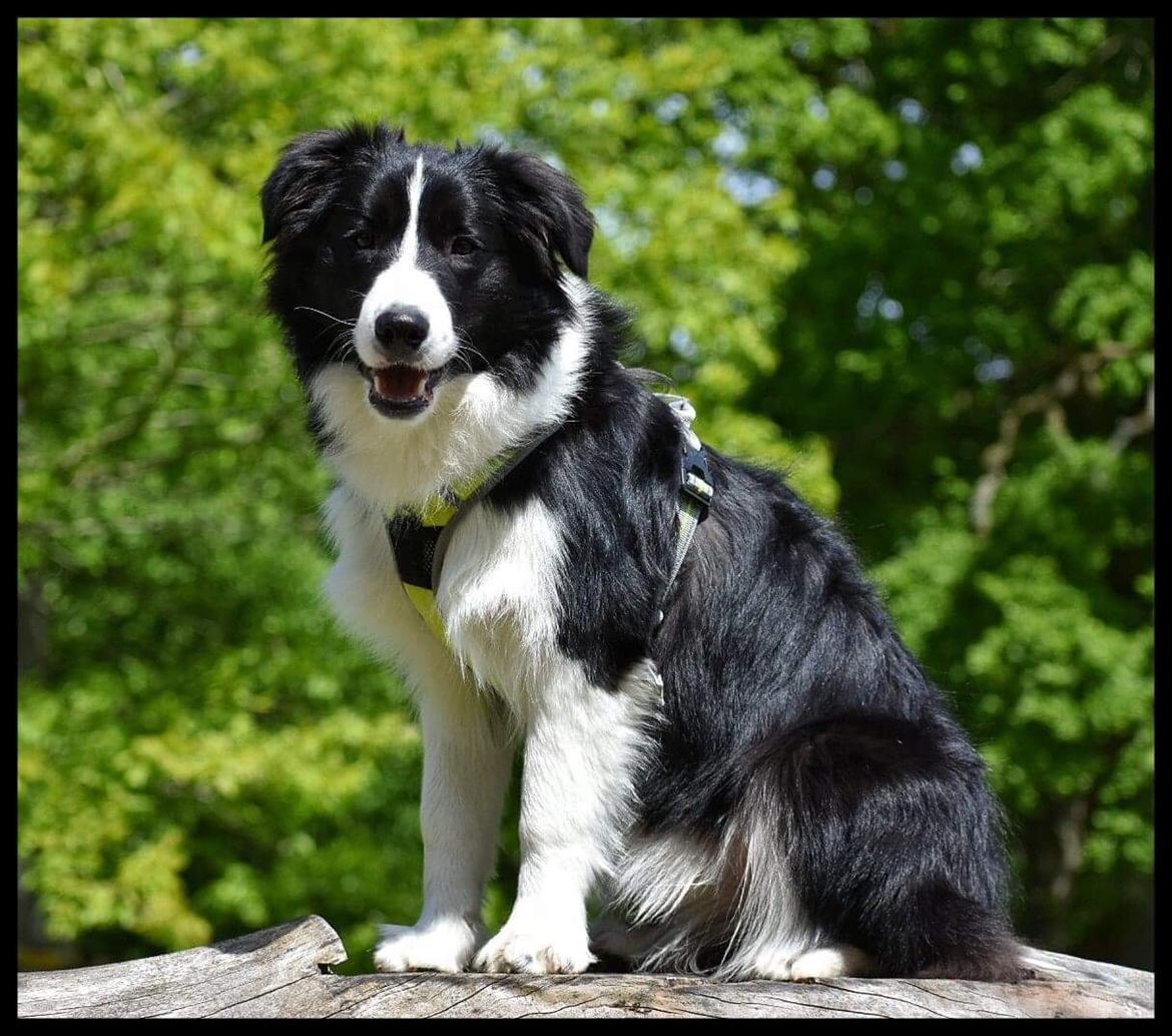 Border collie Hokú Ohana's Amazing Benji billede 21