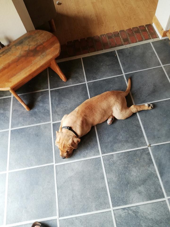 Blanding af racer Basse billede 8