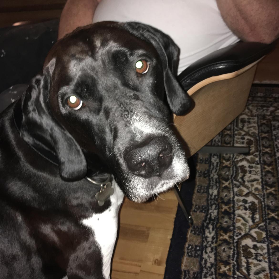 Blanding af racer Bob billede 11