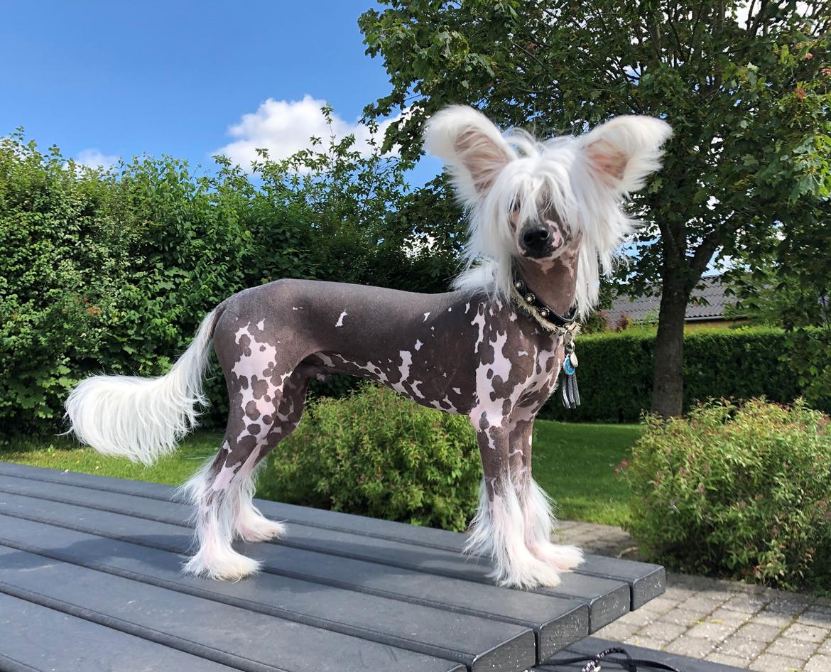 Chinese crested hårløs Malthe - 13/6-2019 billede 15