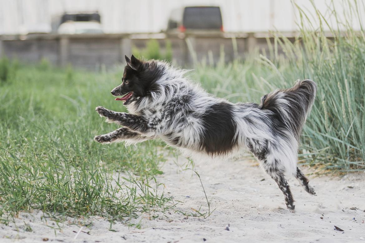 Blanding af racer Chili billede 1