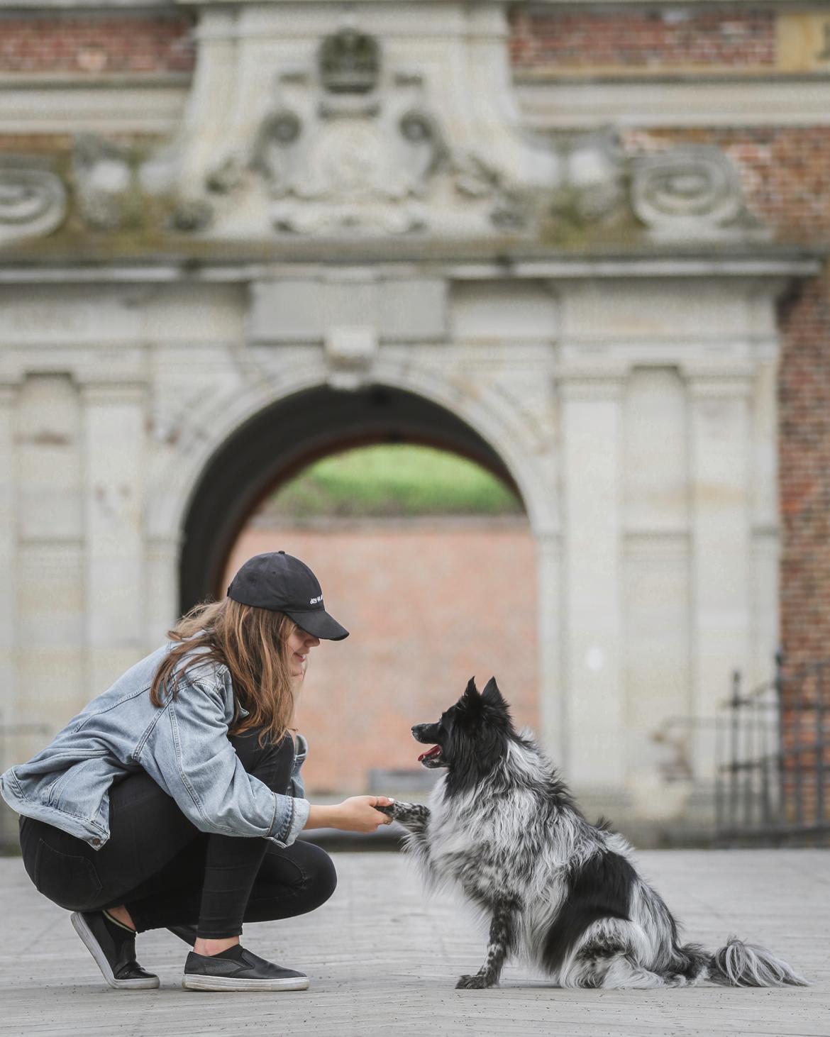 Blanding af racer Chili billede 7