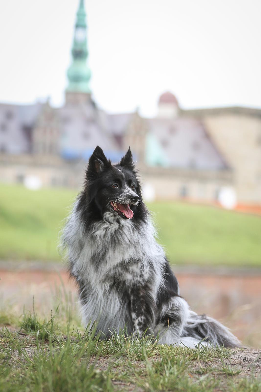 Blanding af racer Chili billede 6