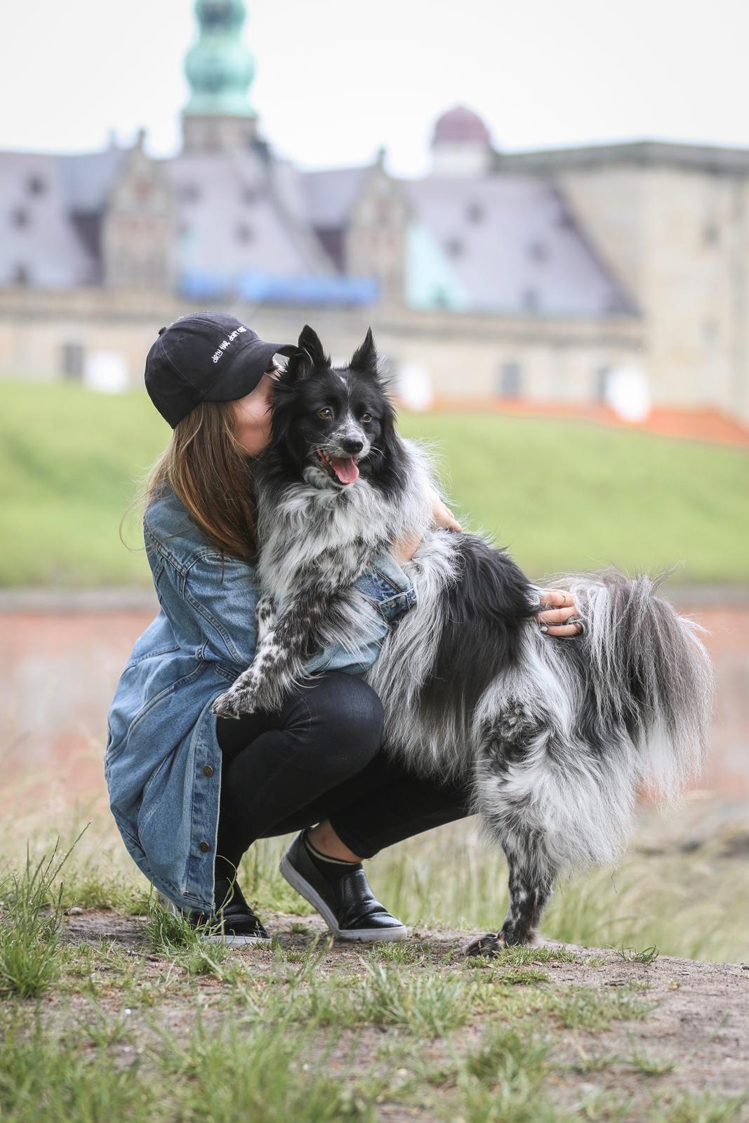 Blanding af racer Chili billede 3