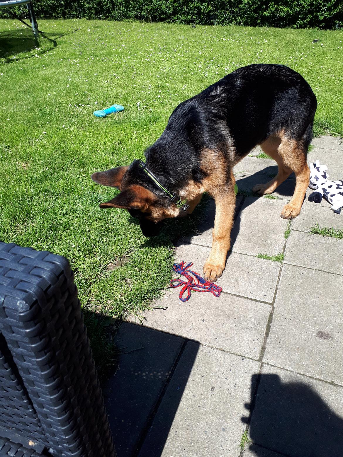 Schæferhund Santo jr. - 17 uger billede 23