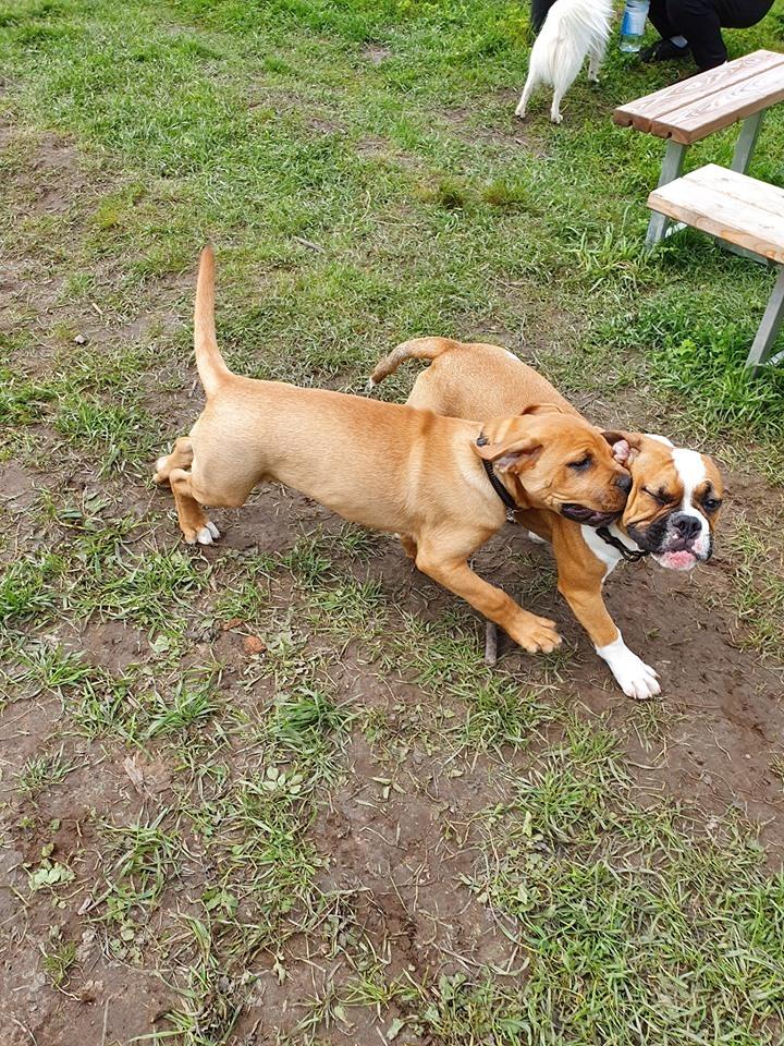 Blanding af racer Basse billede 4