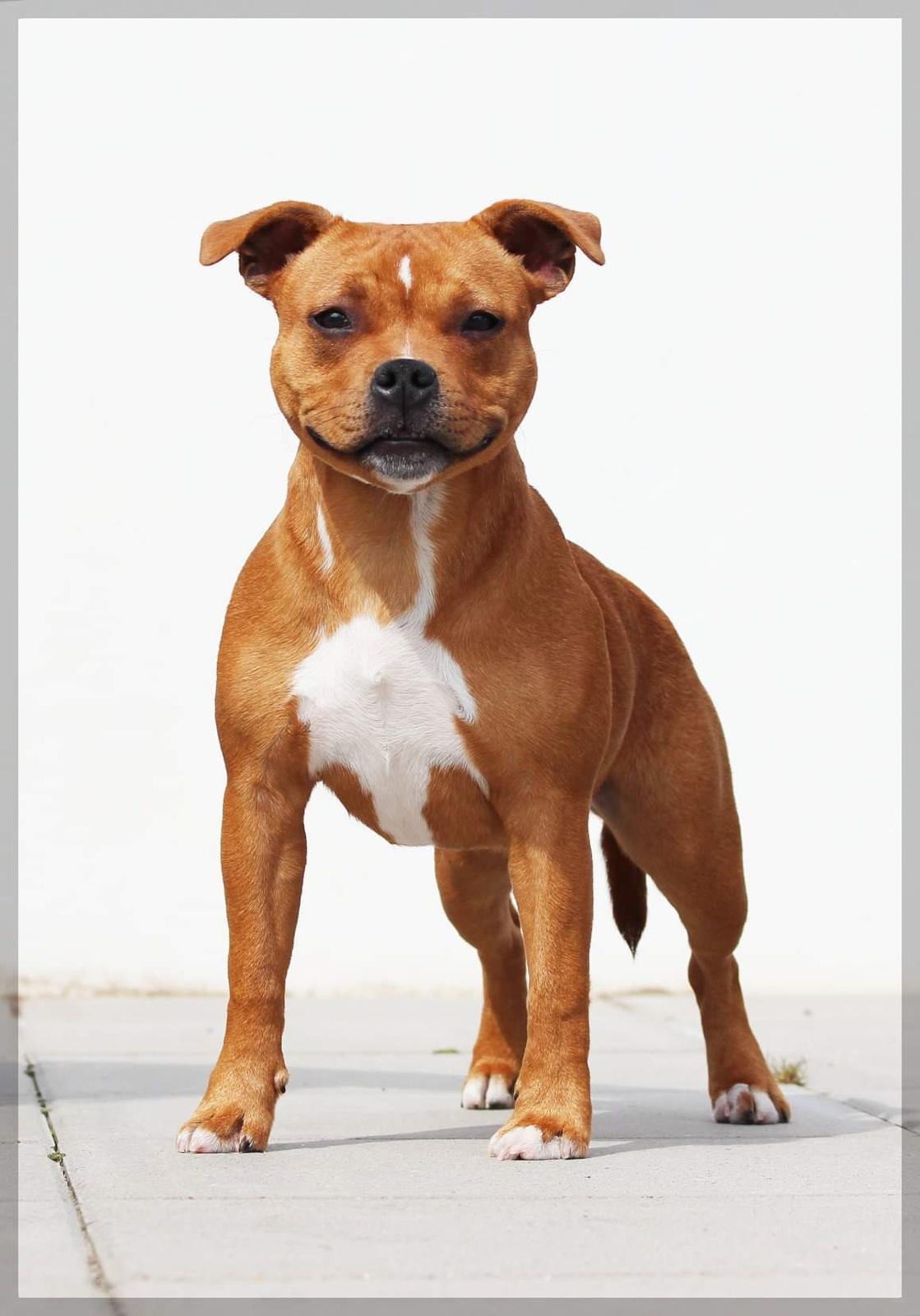 Staffordshire bull terrier * MOUSE * billede 17