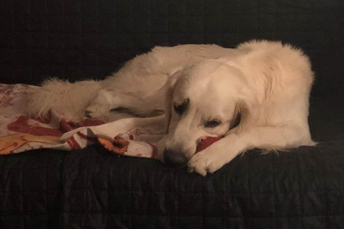 Golden retriever Fabray Globalizer (Delta) billede 36