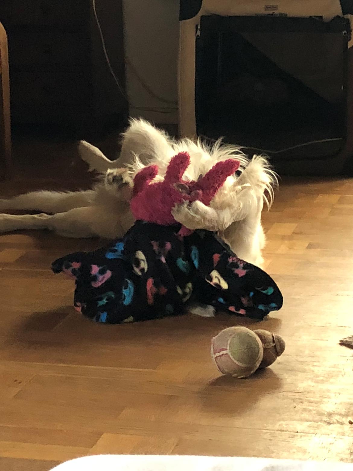 Golden retriever Fabray Globalizer (Delta) billede 38