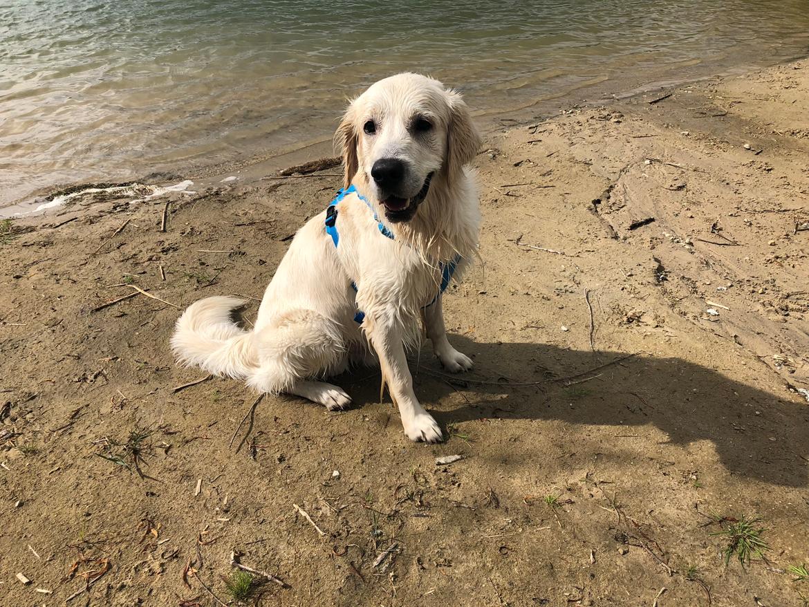 Golden retriever Fabray Globalizer (Delta) billede 37