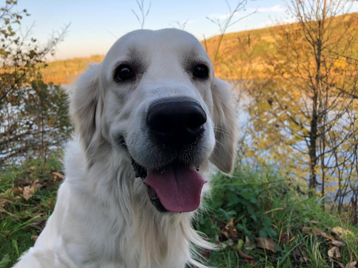 Golden retriever Fabray Globalizer (Delta) billede 40