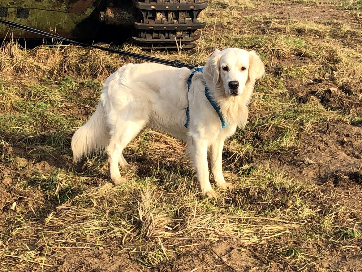 Golden retriever Fabray Globalizer (Delta) billede 41